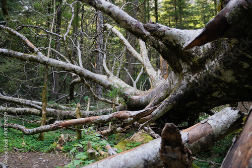 Fallen tree branches in a dense forest setting