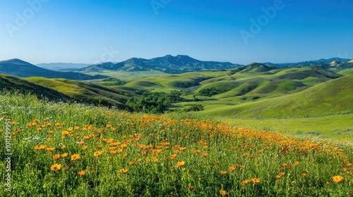 Green Valley with Rolling Hills and Wildflowers Under a Clear Blue Sky