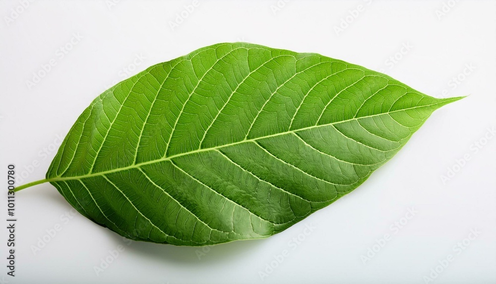 A close-up of fresh green leaves isolated on a white background, highlighting their natural beauty and vibrant color A close-up of fresh green leaves isolated on a white background, highlighting their natural beauty and vibrant color