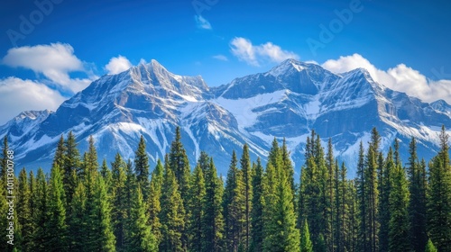 Snowy Mountain Range with Clear Blue Skies and a Foreground of Pine Trees