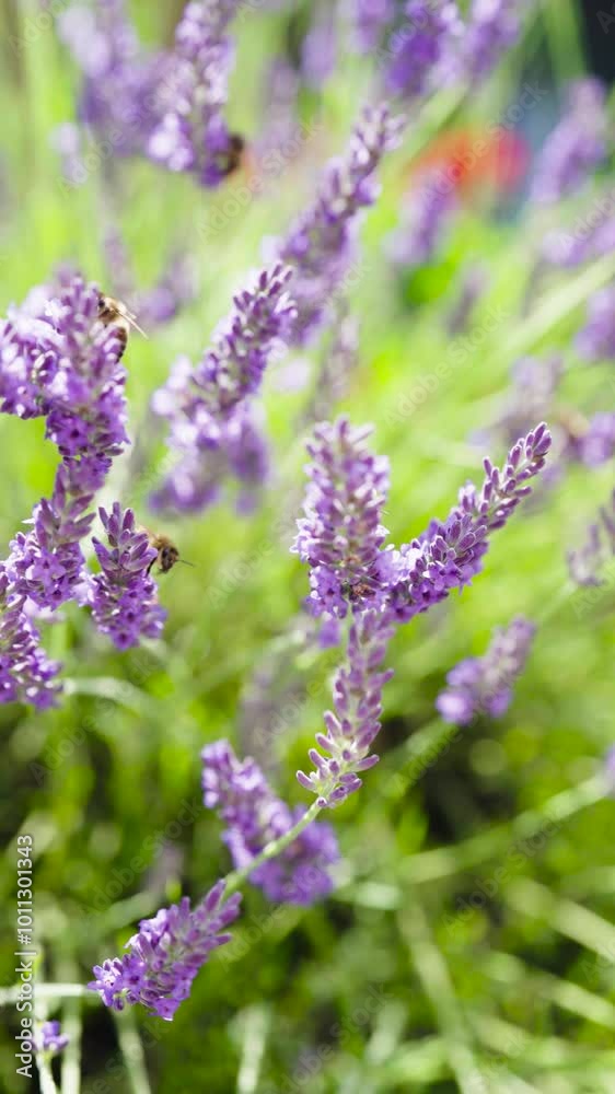 Vertical - lavender plant swing in strong wind with honeybees, Czechia Vertical - lavender plant swing in strong wind with honeybees, Czechia