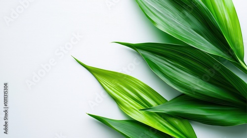 A serene layout of soft green leaves with gentle curves, displayed elegantly on a bright white background.