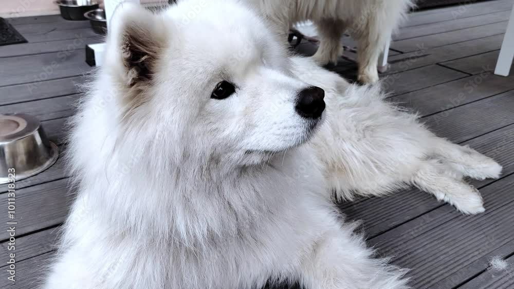 Two white fluffy samoyed spitz dogs on a walk. A walk in the courtyard of the house. Two white fluffy samoyed spitz dogs on a walk. A walk in the courtyard of the house.