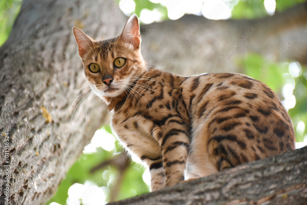 Naklejka premium Bengal cat hunting on the tree in autumn