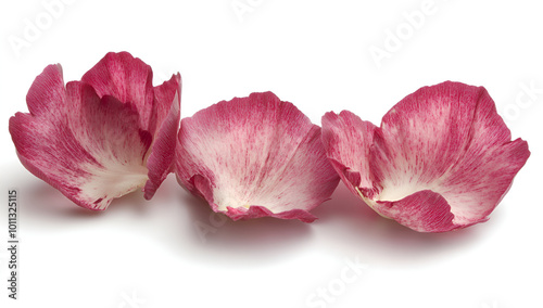 a group of pink petals