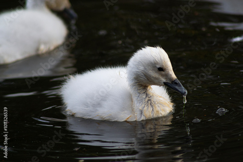 some black-necked swans in a lagoon in Chile