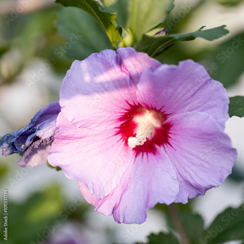 Closeup view of bright pink and red double flower of hibiscus syriacus aka shrub althea or rose mallow blooming outdoors in garden