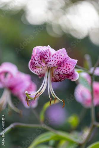 Selective focus of pink flowers blooming in the garden, Anemone hupehensis (commonly known as the Chinese or Japanese anemone) have yellow stamens and white petals, Nature floral background.
