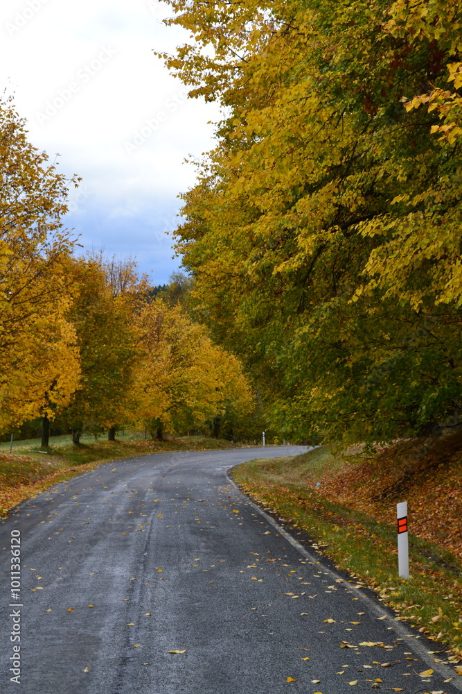 Fototapeta premium road in autumn forest