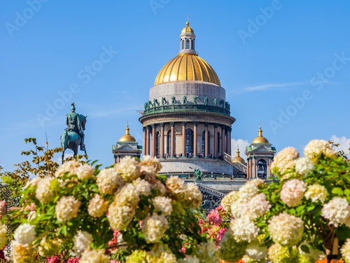 Saint Petersburg, Russia, August 30, 2024. A view of the dome of St. Isaac's Cathedral, surrounded by branches of blooming hydrangea photo