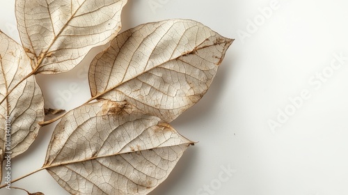 An artistic composition of dried leaves in muted tones, beautifully displayed on a bright white surface.