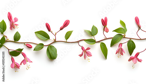 Wallpaper Mural a vine with pink flowers and green leaves

 Torontodigital.ca
