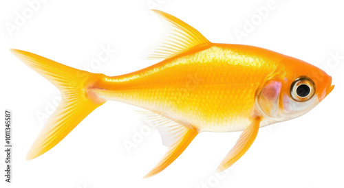 PNG Goldfish animal pomacanthidae pomacentridae. photo