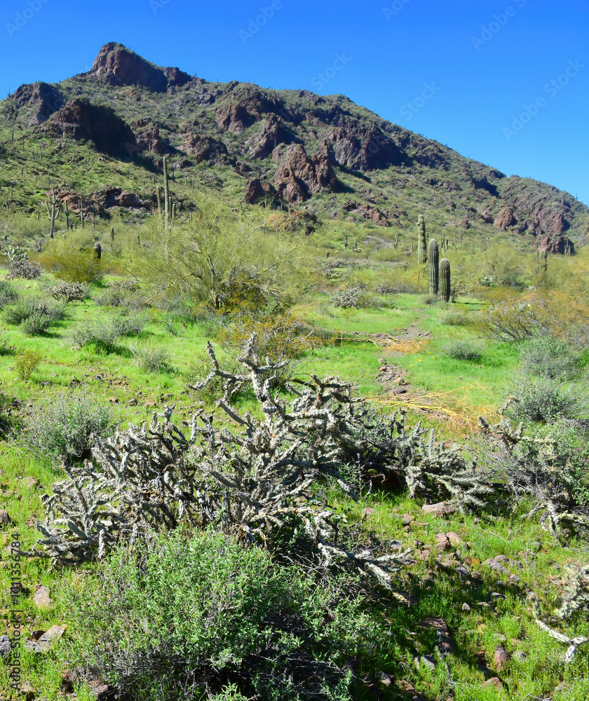 Naklejka premium After The Rain Sonora Desert Arizona Picacho Peak State Park