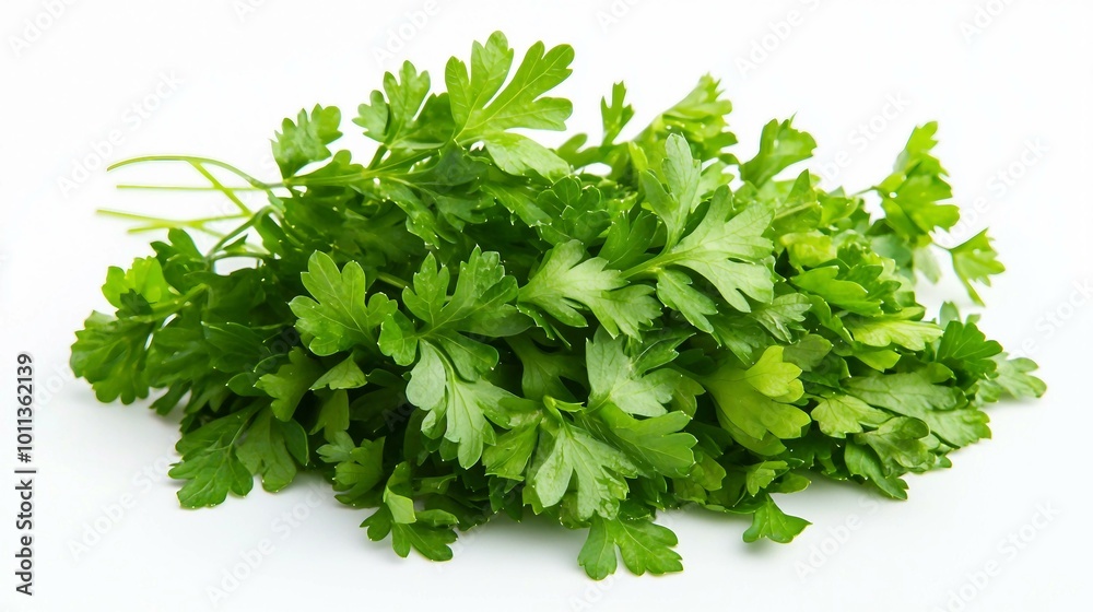 Vibrant Green Parsley Bunch - Fresh Organic Herb for Culinary Delights Vibrant Green Parsley Bunch - Fresh Organic Herb for Culinary Delights