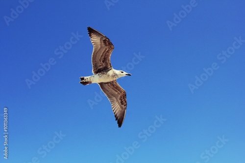 Seagull in the sky