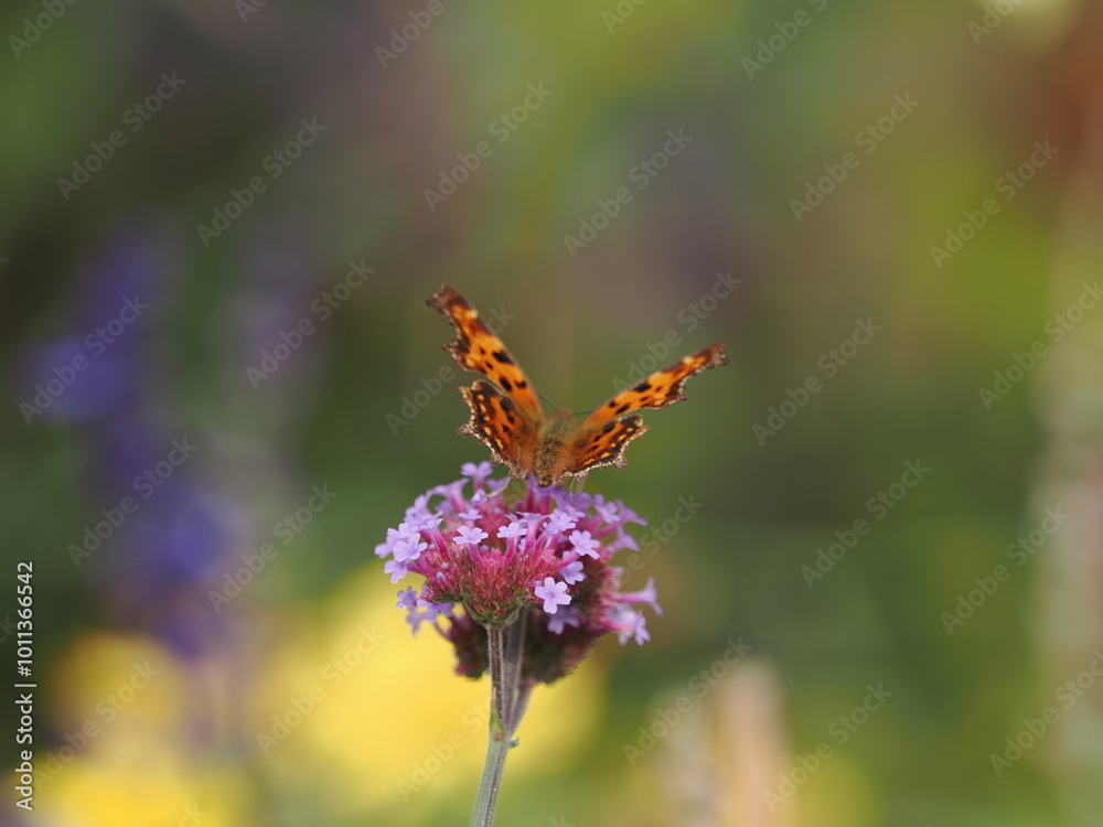 Schmetterling im Herbst Schmetterling im Herbst