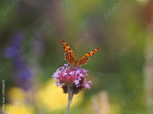 Schmetterling im Herbst