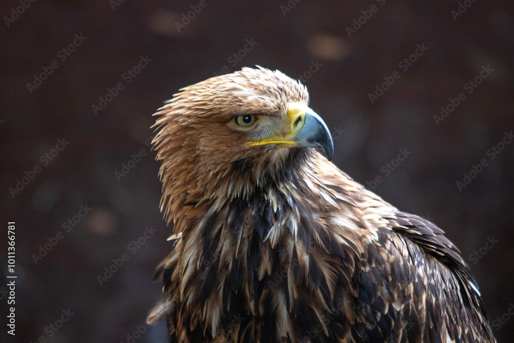 Fototapeta premium Portrait d'oiseau Aigle impérial en gros plan de profil