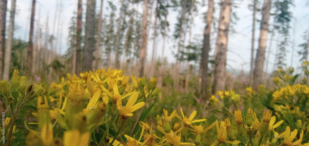 Fototapeta premium flowers in spring
