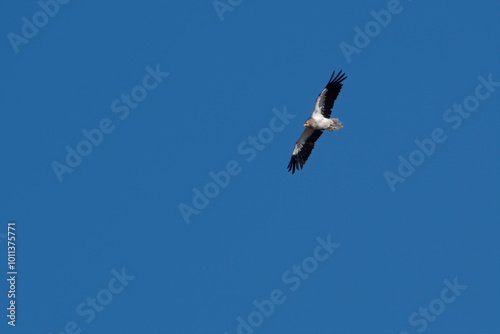 Egyptian vulture or Neophron percnopterus, in flight at Jorbeer Rajasthan, India photo