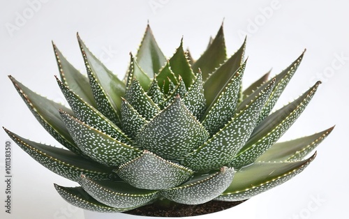 A vibrant green succulent with striking patterns thriving in a simple white pot, illuminated by soft natural light