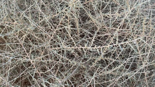 Forest Tree background & Net Tree