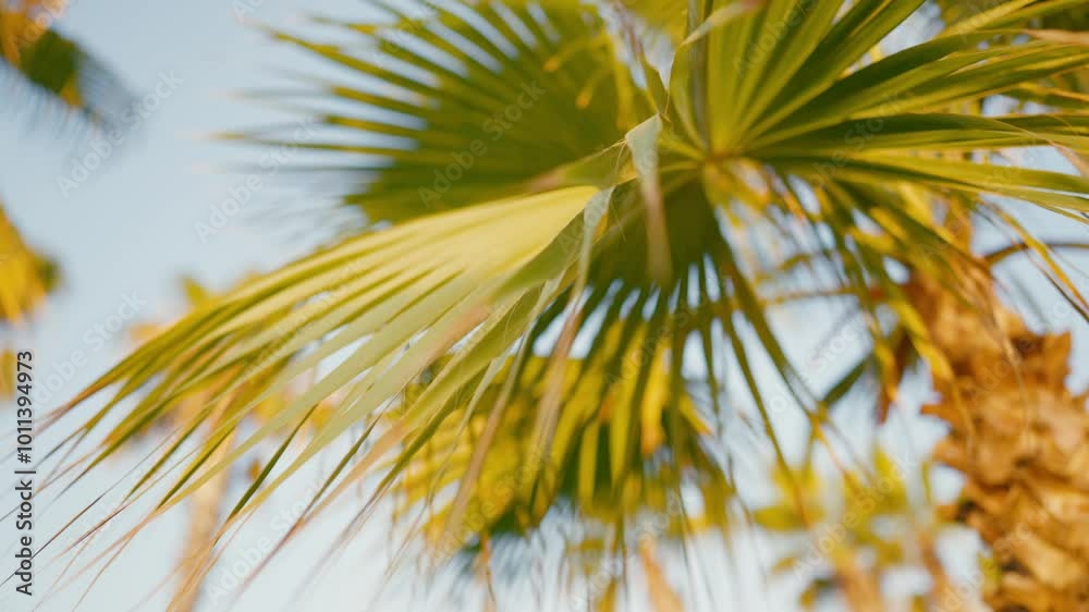 Beautiful palm leaves against sky, calm summer day in tropical garden. Relaxation and resting in southern countries, trip to island in sea or ocean, calmness and contemplation, slow motion shot