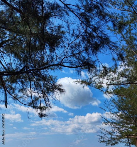 Beautiful pine forests create shade in summer on Ujung Pandaran beach, Sampit city, which is famous for its beautiful sandy beaches photo