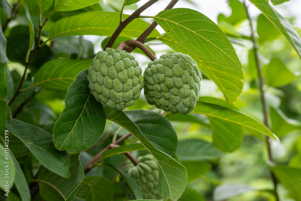 Green natural fruits. Custard apple, Fruit on the tree. Custard apple or sugar apple fruit ripen on tree branch. Green natural fruits. Custard apple, Fruit on the tree. Custard apple or sugar apple fruit ripen on tree branch.
