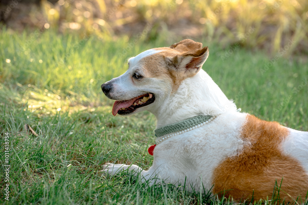 Obraz premium jack russell terrier playing