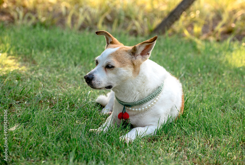 jack russell terrier