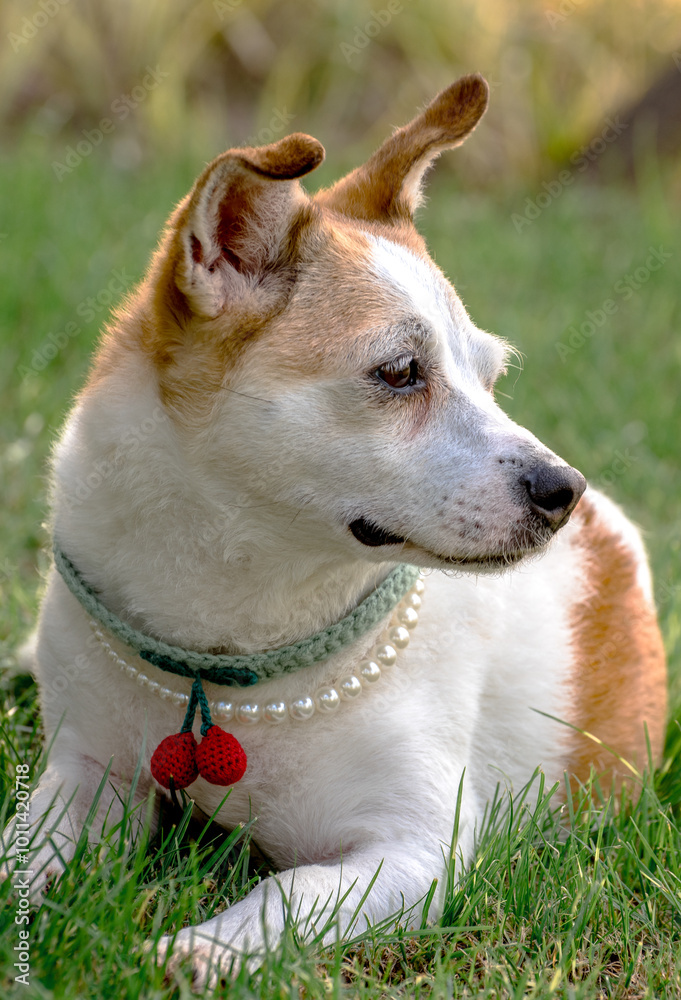 portrait of a dog portrait of a dog