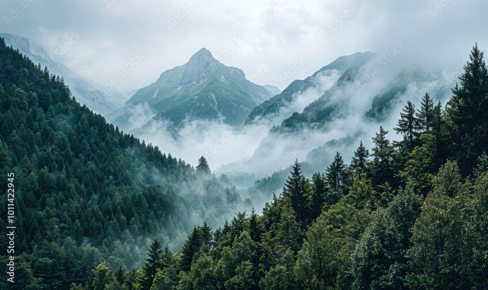 Obraz premium Majestic mountains surrounded by fog in a valley forest