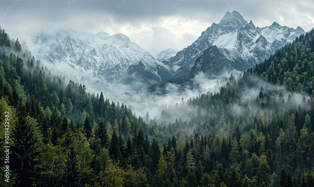 Fog is slowly rising above the fir trees in a mountain valley Fog is slowly rising above the fir trees in a mountain valley
