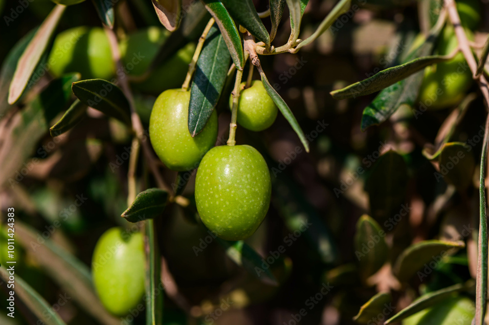 Round green olives attached to the tree Round green olives attached to the tree