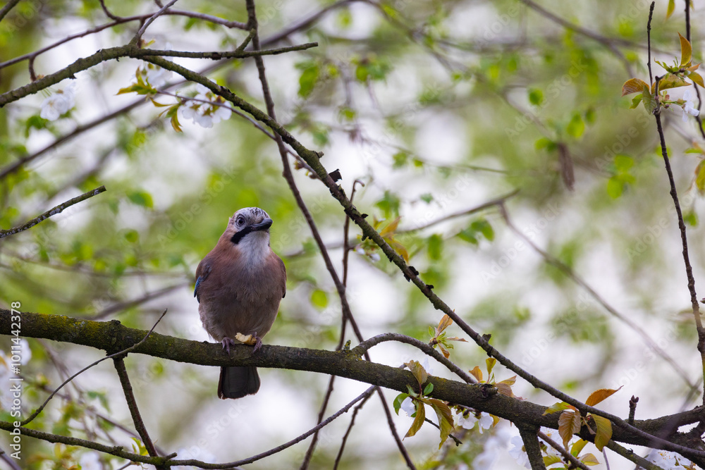 A vibrant and colorful bird is perched elegantly on a branch, surrounded by lush, fresh spring foliage and leaves A vibrant and colorful bird is perched elegantly on a branch, surrounded by lush, fresh spring foliage and leaves