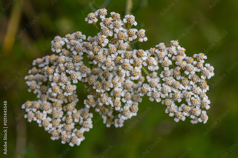 common yarrow achillea millefolium with fly Tachina fera