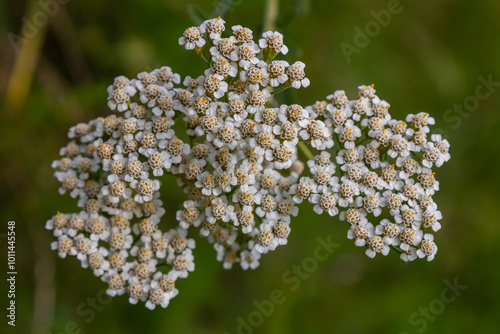 common yarrow achillea millefolium with fly Tachina fera photo