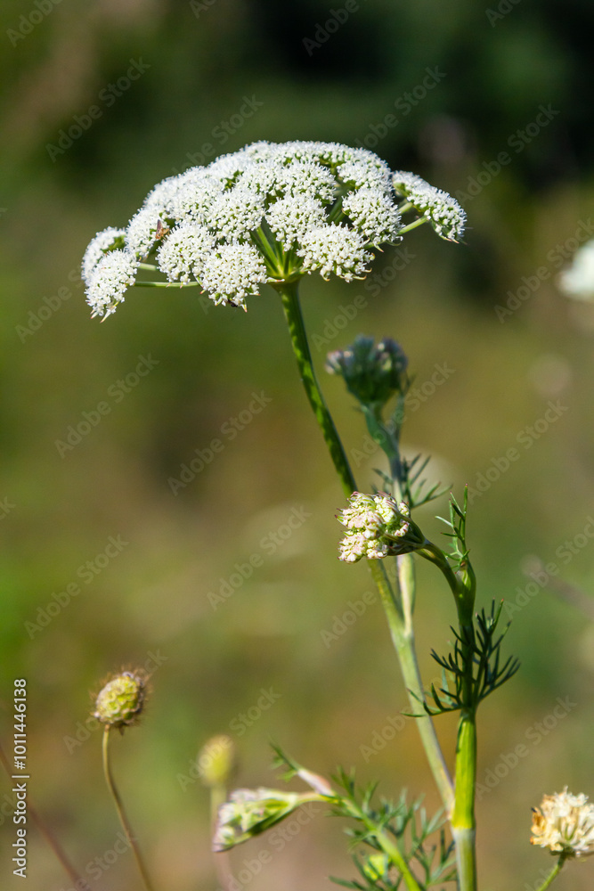 Selinum wallichianum, close-up of yarrow blossom, bokeh background Selinum wallichianum, close-up of yarrow blossom, bokeh background