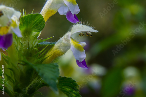 Summer among the wild herbs blossoms of nettle Galeopsis speciosa photo