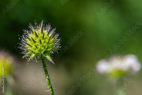 Dipsacus pilosus, Small Teasel. Wild plant shot in summer photo