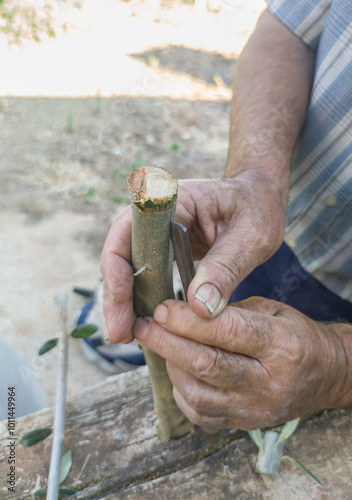 Olive tree grafting photo