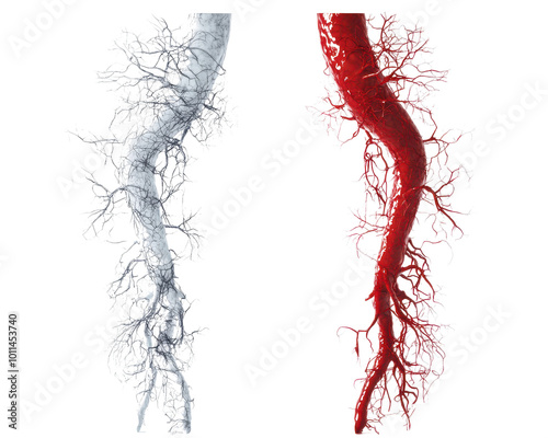 Illustration of blood vessels in red and gray colors. photo