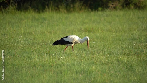 White stork is looking for food in the tall grass