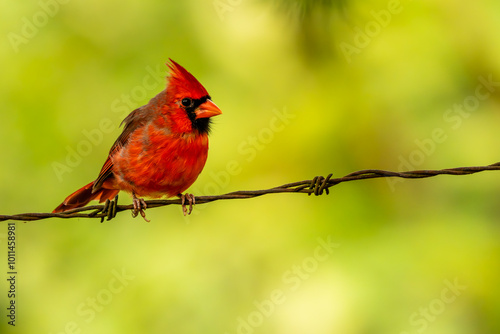 Male Northern Cardinal Perched on a barbed wire photo