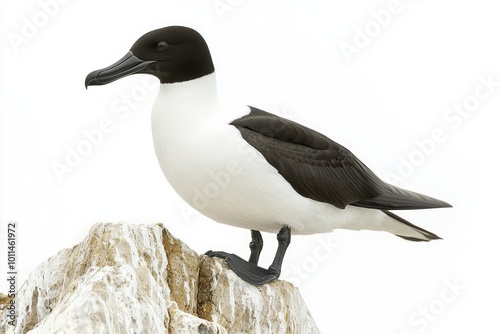 elegant razorbill perches on a rocky ledge, its distinctive black head and sharp beak prominent. This seabird is in a serene pose, surrounded by a stark white setting.