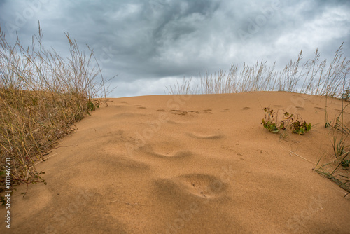 Fototapeta Naklejka Na Ścianę i Meble -  Saskatchewan sand dunes in autumn