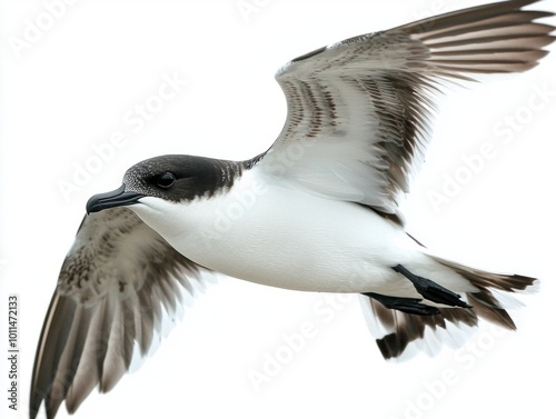 black-capped petrel soars through the air with its wings beautifully spread, displaying a captivating mix of dark and white plumage, embodying the spirit of freedom in flight.