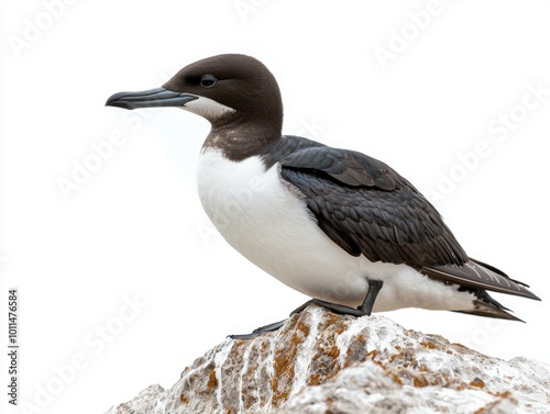 common murre stands proudly on a rocky ledge, its sleek black and white feathers contrasted against a stark white background, highlighting its elegance and beauty.